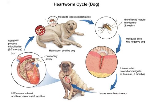 NATURAL DEWORMER in dogs & Cats Dirofilaria immitis - 100% HERBAL - MADE IN USA - Picture 4 of 9