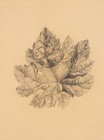 I. WEBER (20.Jhd), Weinblatt, Bleistift Realismus Botanisch 1850-1899 Zeichnung