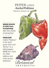 Ancho/Poblano Chile Pepper - 25 Seeds - Heirloom