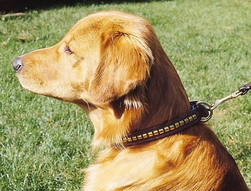 Tory Leder Clincher Hundehalsband - schwarz, Eichenrinde, Havanna, Größe 12-26 - Bild 5 von 5