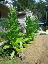 2,000 Tobacco Seeds - MICHIGAN GROWN Organic, Heirloom, non-GMO