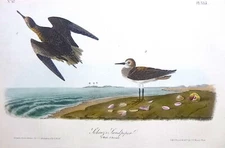 Audubon 1st ed Octavo  SCHINZ'S SANDPIPER  Birds of America 1842 original pl 335