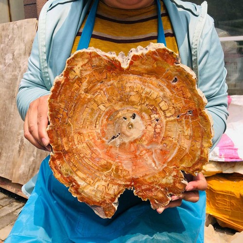 8,51 Pfund natürliches versteinertes Holz Kristall Fossil Scheibenform Exemplar Heilung - Bild 7 von 16