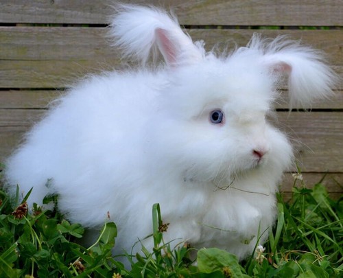 Angora Rabbit Top 100g Wool Roving Spinning Fibre Felting Bunny White Sliver - Foto 2 di 2