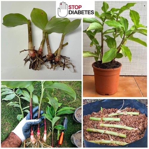 3 INSULIN PLANT Rhizome costus speciosus Spiral Igneous Medical Plant Diabetic - Picture 13 of 16