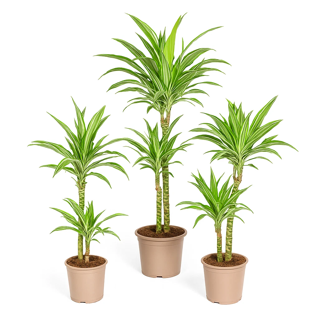 dracena riki Rikki Dracaena – Plant Detectives main image 0