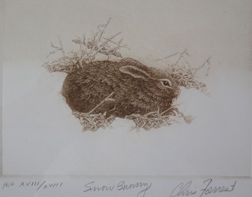 Grabado original de Snow Bunny por Chris Forrest firmado y numerado original Marco - Imagen 7 de 10