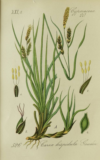 1881 - Botany - Cromolitografia Con / Passepartout (03985) 1881 - Botany - Cromolitografia Con / Passepartout (03985)