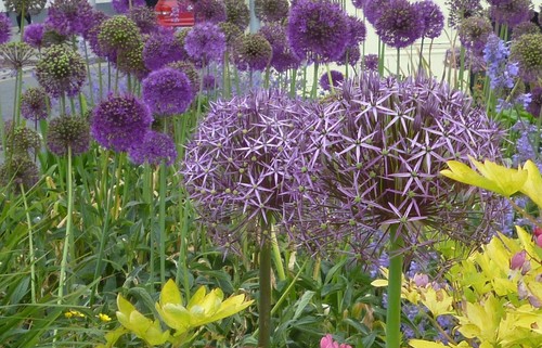 Summer Garden border flowers - Perennial seeds - Picture 19 of 55