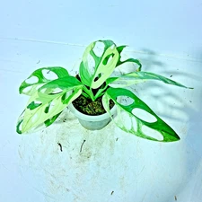 Monstera Adansonii Japan Variegated Free Phytosanitary