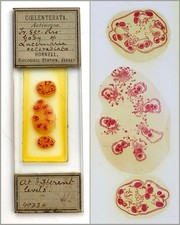 Hornell Biological Station Antique Microscope Slide. Lucernaria Octoradiata Sect