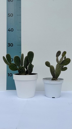 Pianta grassa di Fico D'India Microdasys CERTIFICATA in vaso colorato ⌀12 - Foto 5 di 5