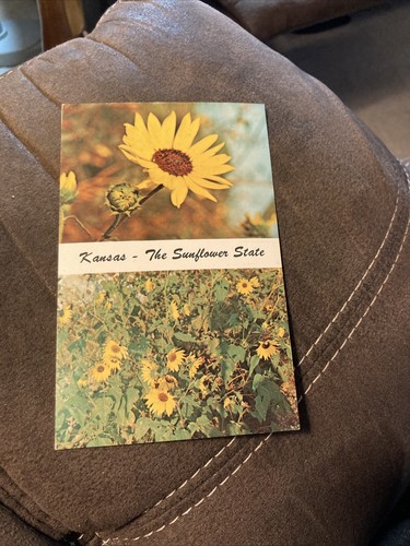 The Sunflower - State Flower of Kansas - Bild 1 von 2