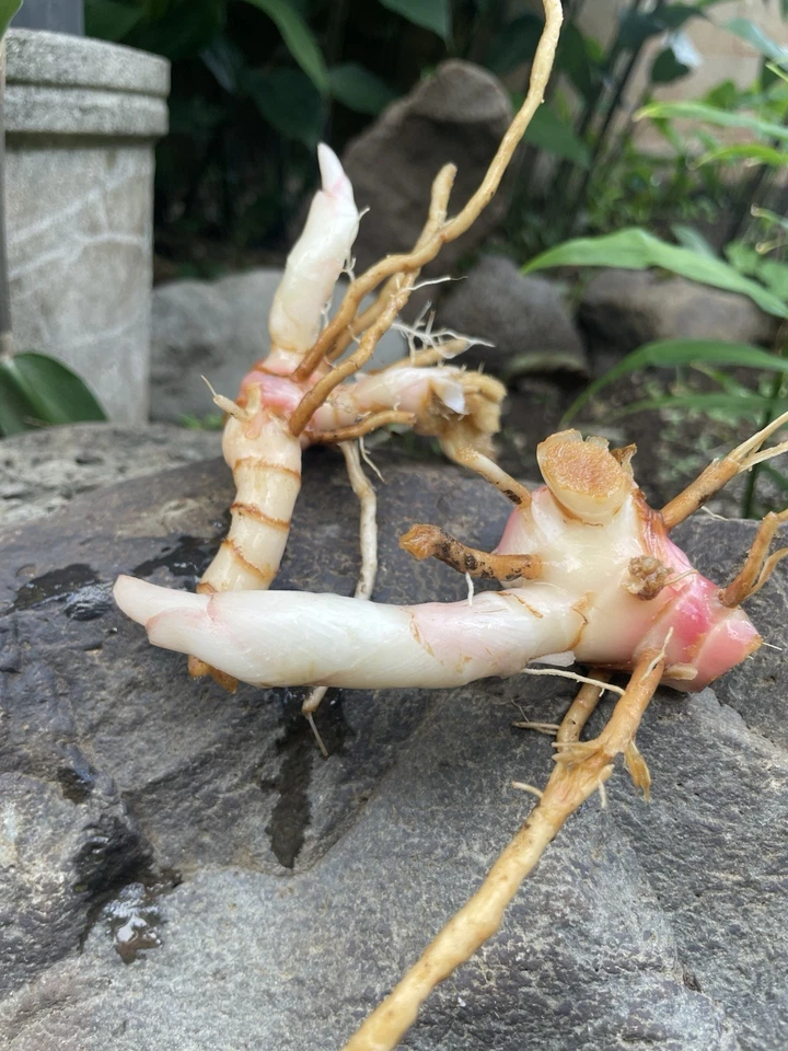 4 Fresh Black Cardamom Ginger Roots HAWAII GROWN Rhizomes Organic Rare Aromatic - Image 2 of 4