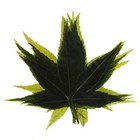  1 Beutel japanisches Ahornblatt-Sushi-Tablett, natürliches