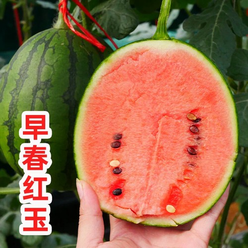 Shouhe Watermelon Seeds Approx. 20 capsules 寿禾早春红玉种子 20粒原装 早熟小型红瓤 早春红玉小西瓜种子种籽孑