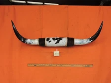 MOUNTED STEER BULL  HORNS 3' 10" tip to tip #370 BULL HORN LONGHORN