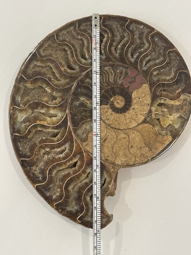 Natürlicher Ammonit Fossil Meeresmuschel Kristall Präparat Scheibe Heilung - Bild 3 von 8