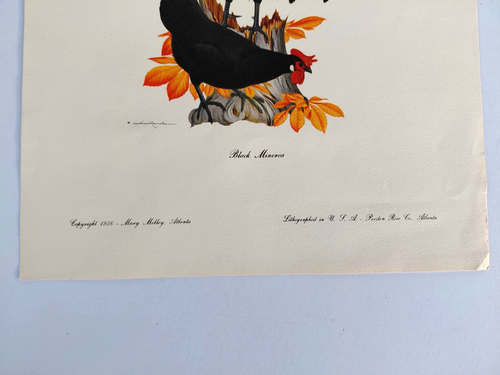 Lithographie Athos Menaboni schwarz Menorca braun Beinhorn 1956 Vintage Geflügel Kunst - Bild 3 von 8