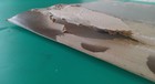 Foto 19 di 24