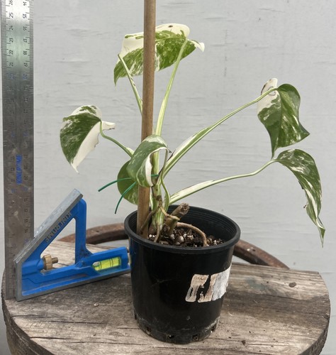 F72 Monstera deliciosa Var Borsigiana Variegated Albo ESTABLISHED PLANT Rare - Picture 5 of 13