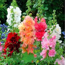 - 50+ Seeds Hollyhock Majorette Double - Flower Mix