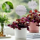  2 Pcs Glass Watering Bulbs Globes for Indoor Plants Garden Decor