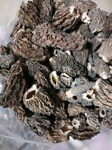dried morel mushrooms 1 lb