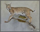 Bobcat Taxidermy Mount Fox Raccoon Coyote Lynx Hunting Wildlife-Artist