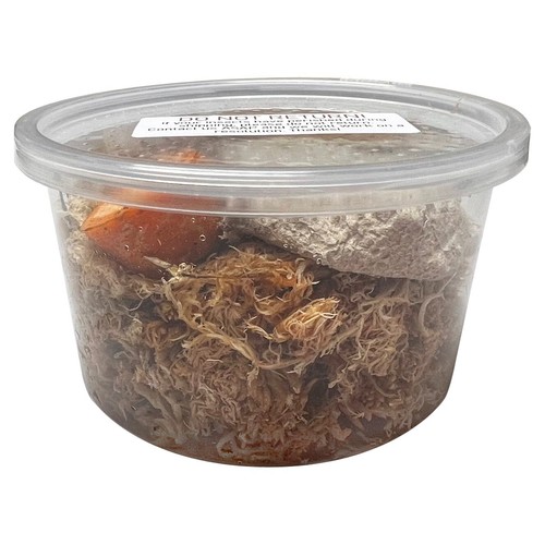 Cubaris sp. "Red Pak Chong" Isopods - Exo-Morphs - Live Arrival - Picture 3 of 6