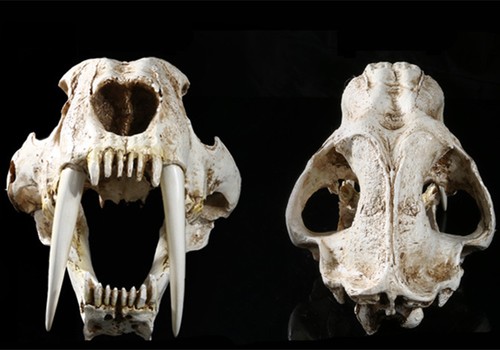 Cráneo de tigre dientes de sable 13" Smilodón modelo animal utilería decoración regalo de coleccionista - Imagen 2 de 6