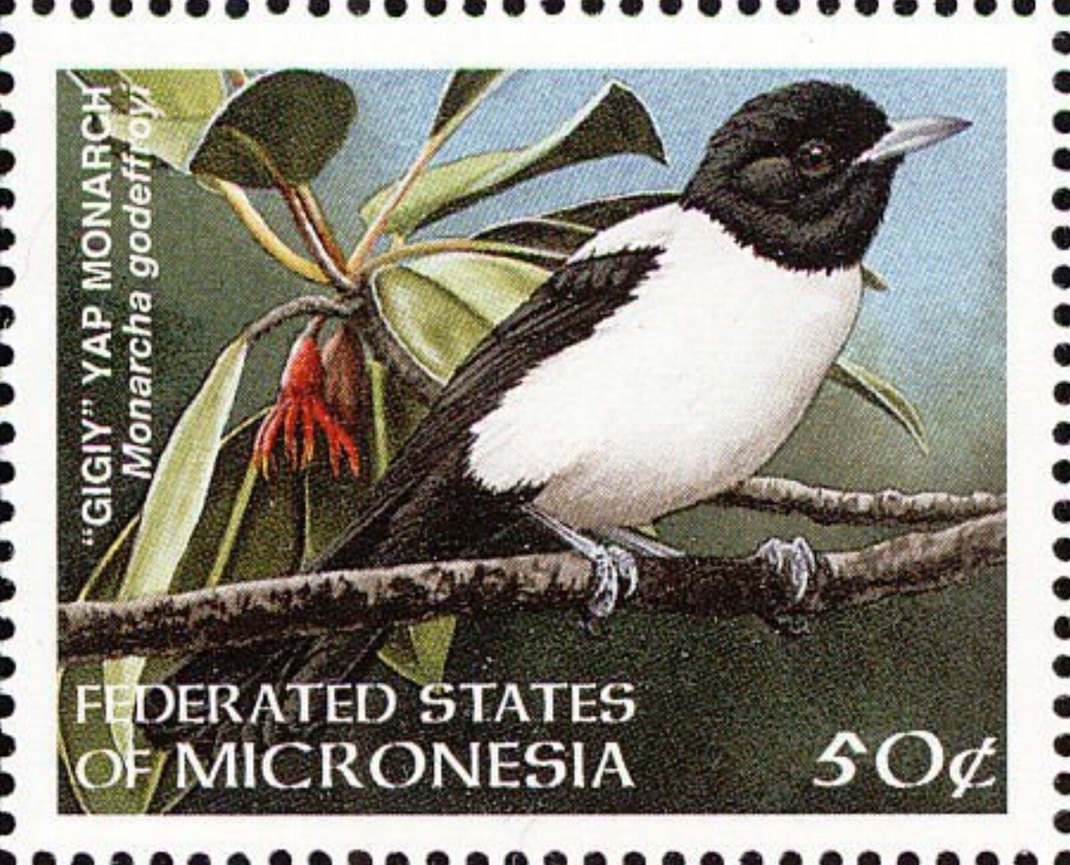Micronesia #Mi643 MNH 1998 Gigiy Yap Monarch Monarcha