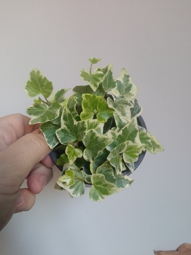 Enredadera borde Blanco colgante Hedera planta colgar de exterior hiedra 1 UND - Imagen 6 de 10