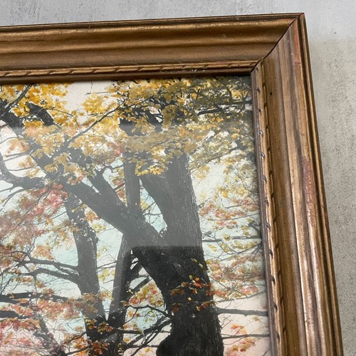 Charles Sawyer Vintage Autumnal Glory Signed Hand Colored Gilt Frame Photograph - Picture 5 of 10