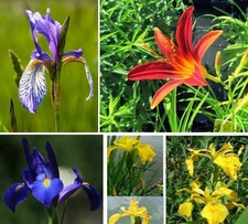 10 Teichpflanzen  WASSERREINIGEND & BLÜHEND Sumpfiris winterhart Set Sortiment