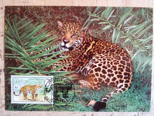 WWF Belize JAGUAR 1983 COMPLETE SET Stamps Postcard & First Day Cancel - Picture 9 of 11