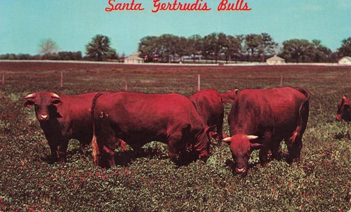 Chrome Postcard ~ Santa Gertrudis Bulls on King Ranch in South Texas - Picture 1 of 2