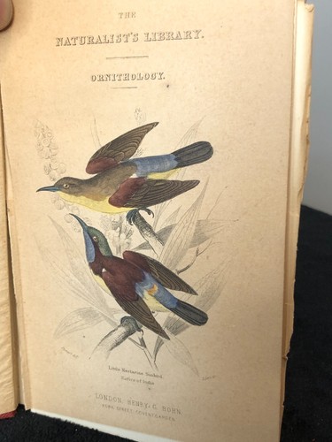 Antique Naturalist's Library - Ornithology - Vol V Sun-Birds, Jardine Bohn - Picture 3 of 14