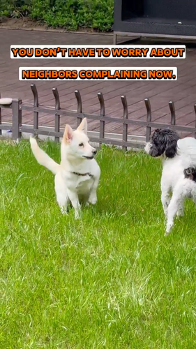 Collar Entrenamiento Antiladridos Recargable, 8 Sensibilidad Ajustable 3 Modos - Vídeo 1 de 1