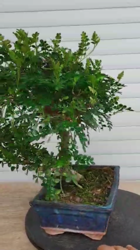 Bonsai Zanthoxylum Piperitum Jap. Pfefferbaum Pepper Pimentero - Video 1 von 1