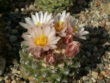 Pediocactus knowltonii FH 27.5 - 10 seeds, seeds - VERY RARE 