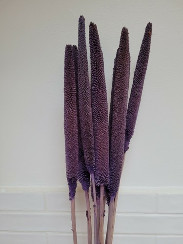 Dried Flower Bunches Palm Spears, Wheat, Fluffy Pampas, Bunny Tails and More!! - Picture 80 of 164