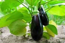 100 ++  Organic Black Beauty Eggplant Seeds | NON-GMO | Cà Tím | 2025 Season