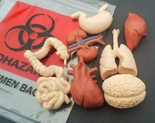 Human Organ Set with Real Biohazard Bag, Mini Organs, Medical Oddities