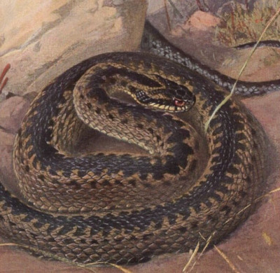 COMMON EUROPEAN VIPER  - Snake Chromolithograph Antique Print 1900 w Video