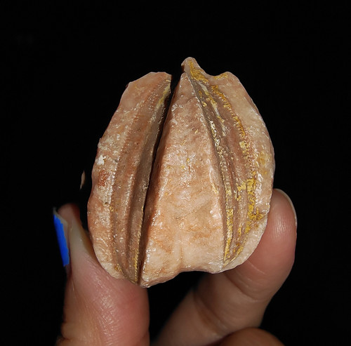 014 ECHINODERMATA BLASTOIDE, DELTOBLASTUS TIMORENSIS DE TIMOR INDONESIA, 32MM - Imagen 4 de 9