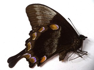 UNMOUNTED BUTTERFLY PAPILIO ULYSSES NO 1 1 PC