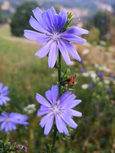 2000+ Samen Gemeine Wegwarte Cichorium intybus Wildblume Bienen Blumenwiese - Bild 4 von 6
