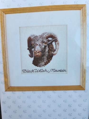 Thea Gouverneur Cross Stitch Kit #2015 Black Welsh Mountain 13x13cm - 第 2/5 張圖片