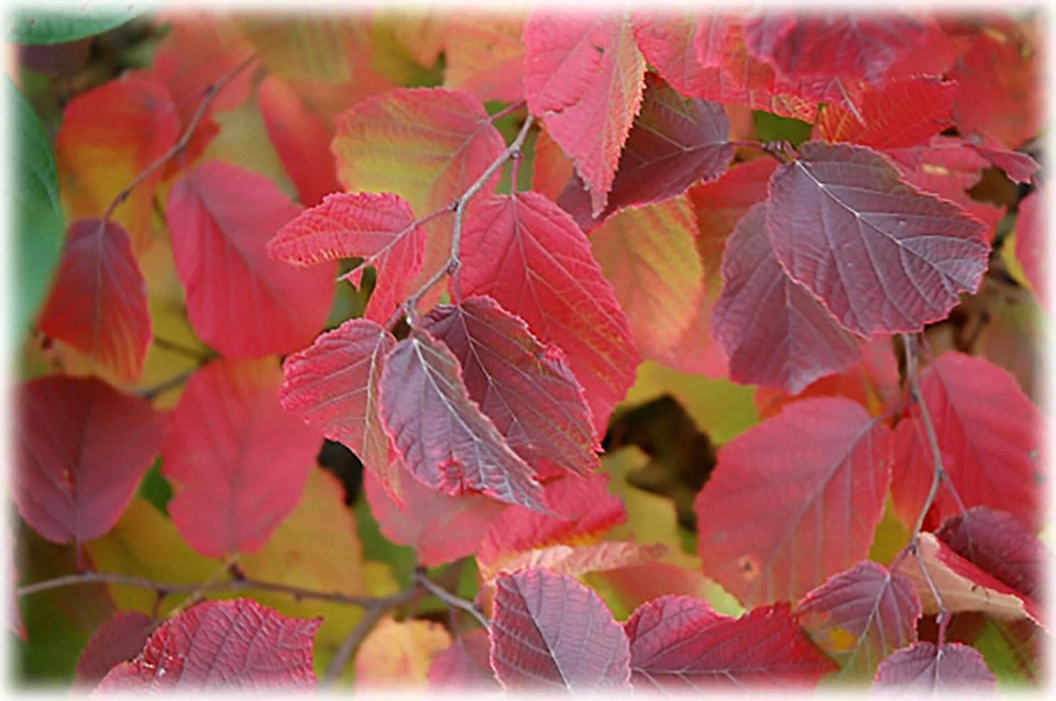 American Hazelnut, (Filbert), Corylus americana, Tree Seeds - Image 3 of 4